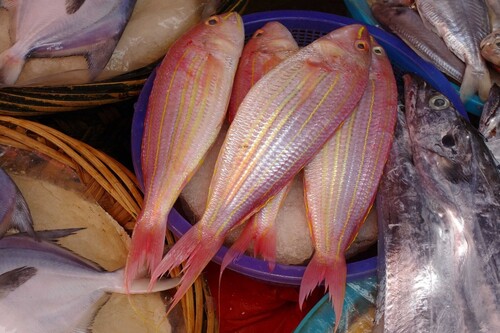 Golden thread (Nemipterus virgatus) — Nemipteridae — 4