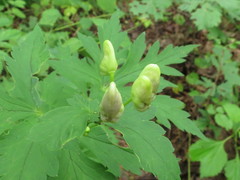 Aconitum axilliflorum