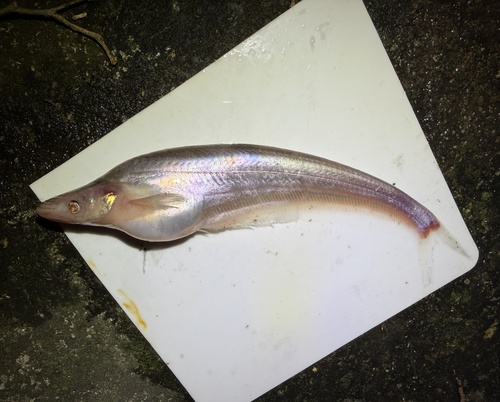 Shortbarbel sheatfish (Phalacronotus micronemus) — Siluridae