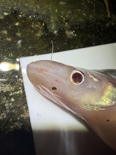 Shortbarbel sheatfish (Phalacronotus micronemus) — Siluridae — 4