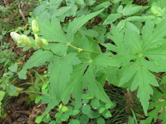 Aconitum axilliflorum