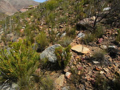 Erica pseudocalycina