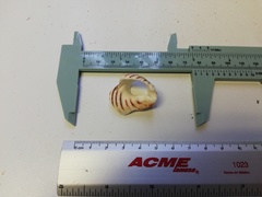 Opeatostoma pseudodon