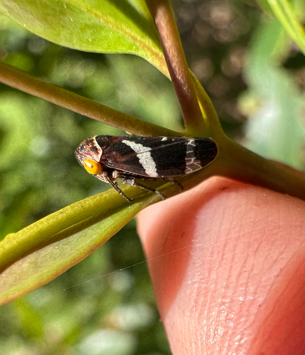 Eurymeloides punctata, 2025-12-29