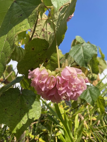 Dombeya, 2025-12-11