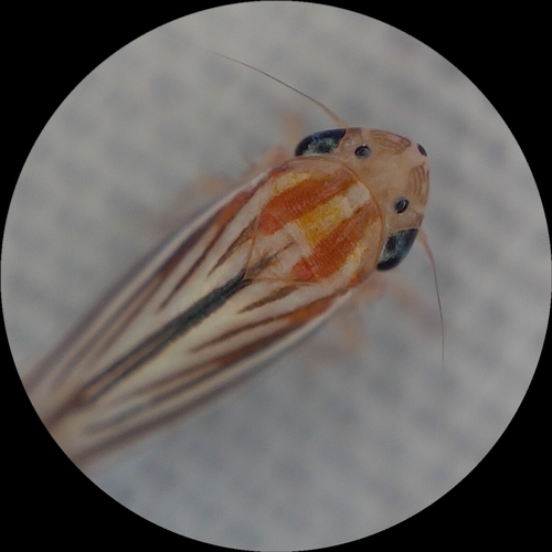 Provancherana alcorni