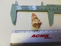 Conus regularis