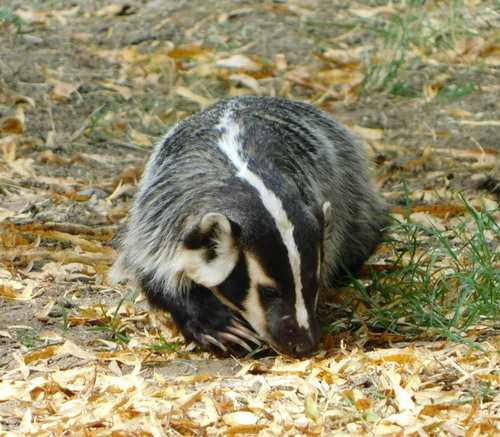 American Badger photographed in Arizona