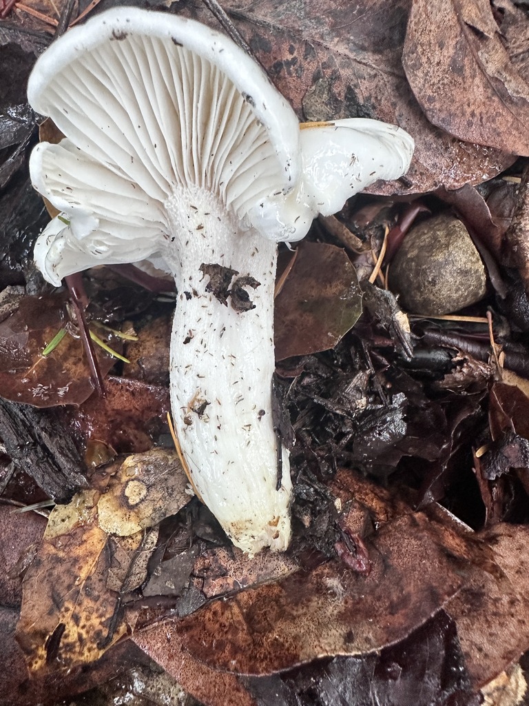 Hygrophorus eburneus · December 2025 · photo: © katrinamccollough (iNaturalist, cc0)
