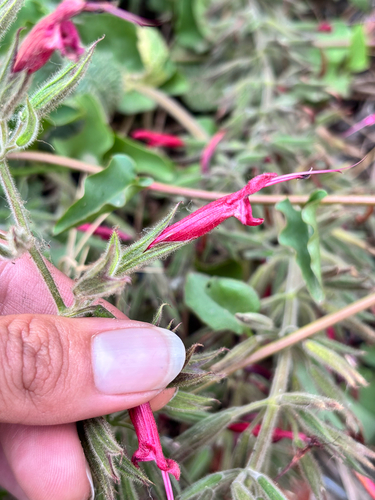 Mexican sage (Salvia longistyla)