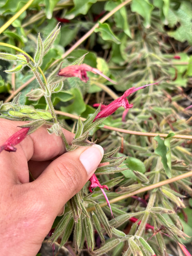Salvia longistyla, photograph 5