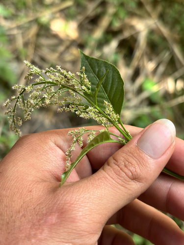 Juda's Bush (Iresine rhizomatosa)