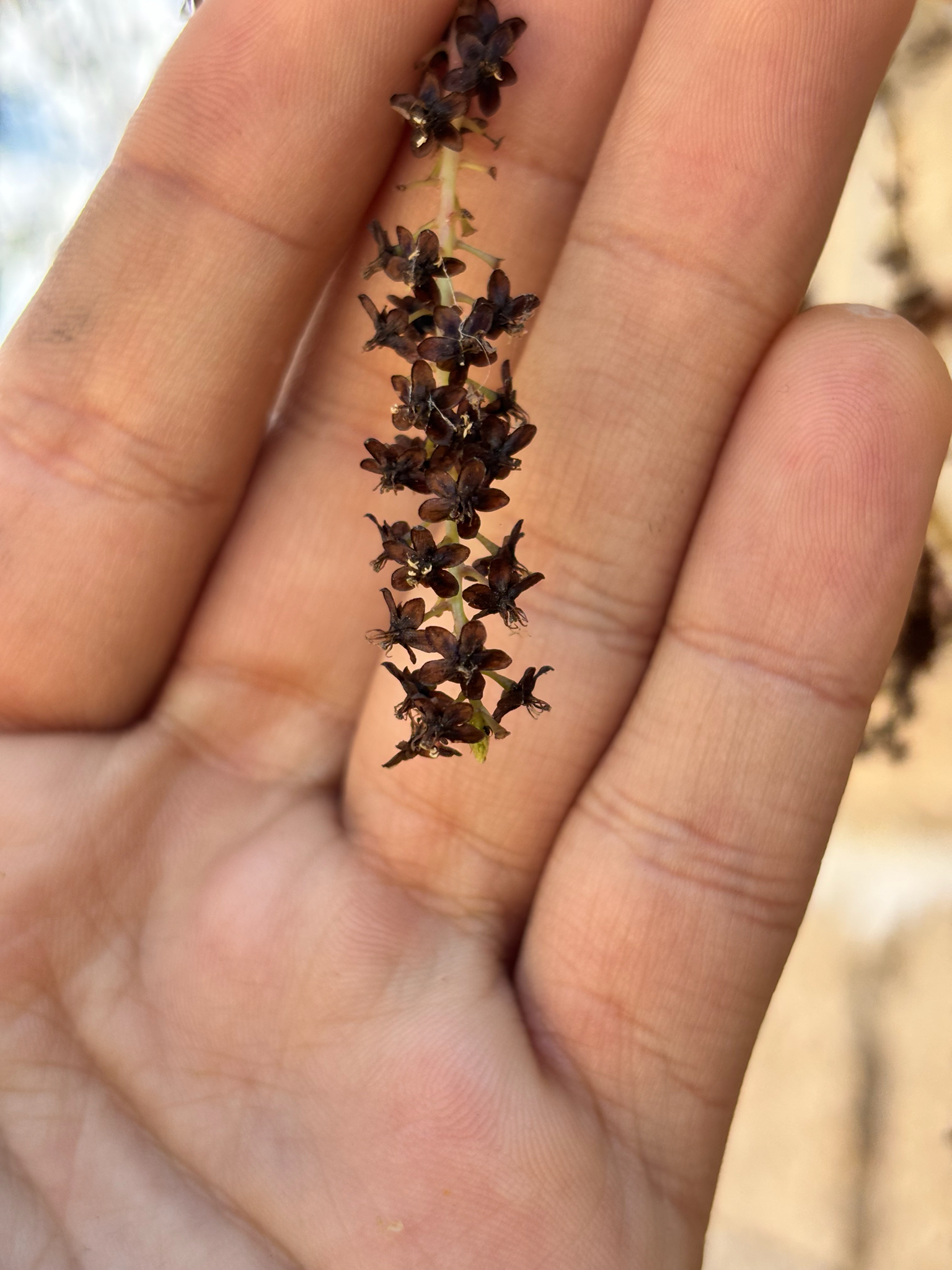 Anredera ramosa