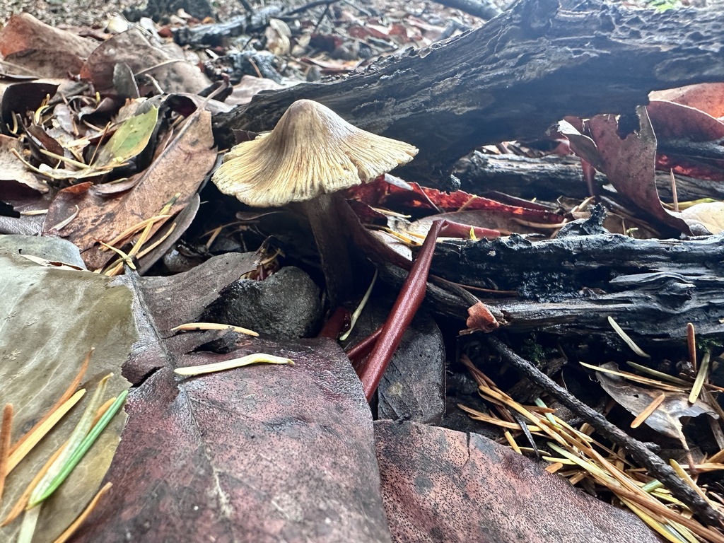 Pseudosperma sororium · December 2025 · photo: © katrinamccollough (iNaturalist, cc0)