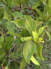 Combretum apiculatum subsp. apiculatum image
