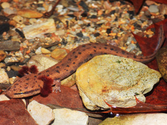 Red River Mudpuppy photo 1