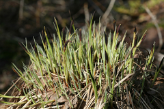 Carex cespitosa
