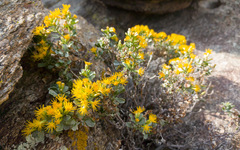 Ericameria cuneata spathulata