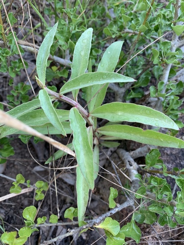 Ceropegia crassifolia image