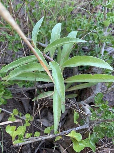 Ceropegia crassifolia image