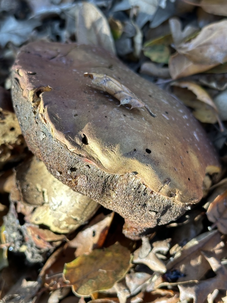 Suillellus amygdalinus · December 2025 · photo: © irinamitine (iNaturalist, cc-by)