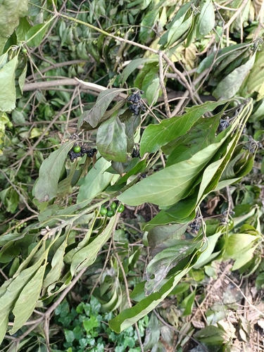 Litsea glutinosa
