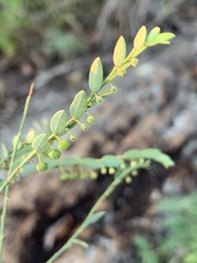 Phyllanthus parvulus parvulus