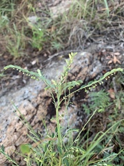 Phyllanthus parvulus parvulus