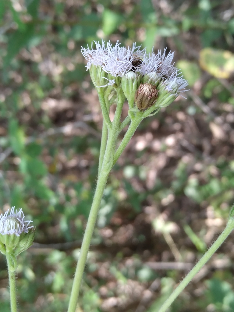 Ageratum echioides