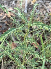 Phyllanthus parvulus parvulus