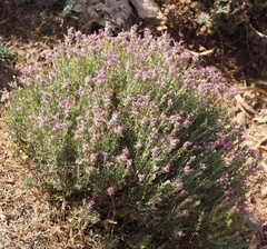 Teucrium marum