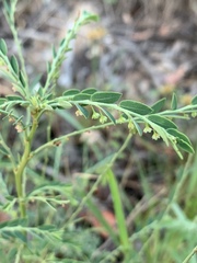 Phyllanthus parvulus parvulus