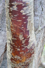 Prunus