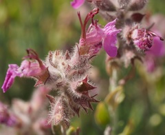 Teucrium marum
