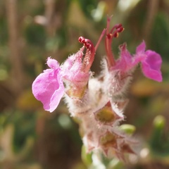 Teucrium marum