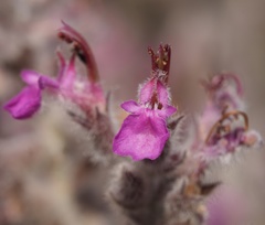 Teucrium marum