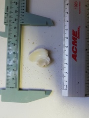 Opeatostoma pseudodon