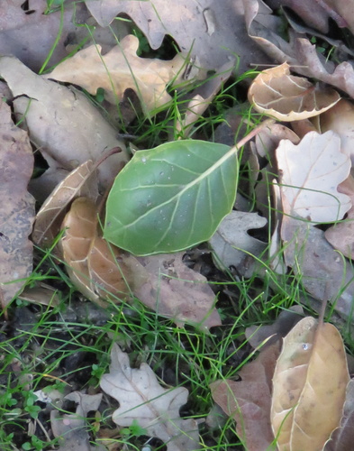 iNaturalist observation photo of coast live oak