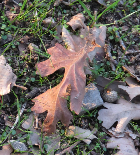 iNaturalist observation photo of valley oak