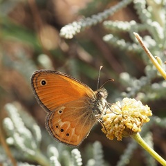 Coenonympha corinna