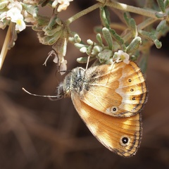 Coenonympha corinna