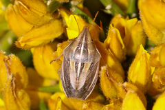 Aelia rostrata