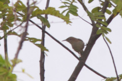 Cantorchilus leucotis