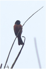 Sporophila angolensis