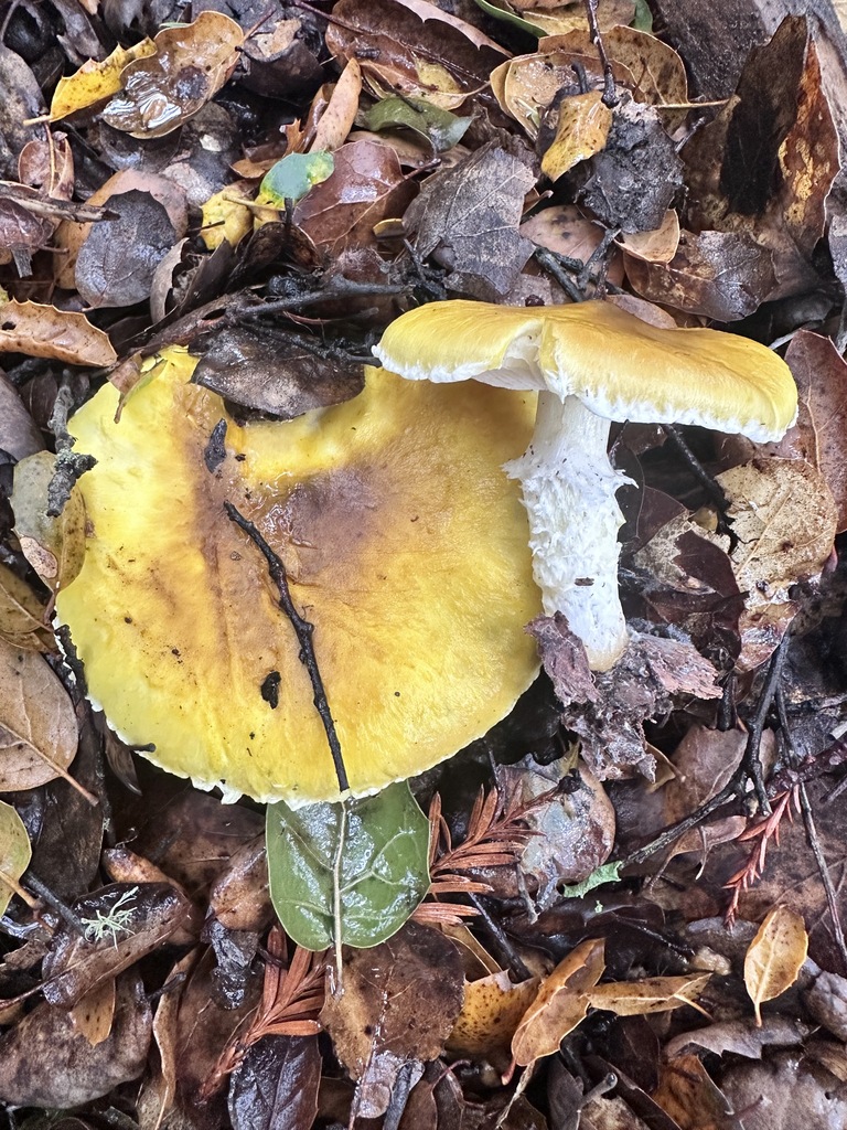 Floccularia albolanaripes