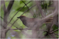 Synallaxis hypospodia