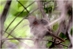 Synallaxis hypospodia