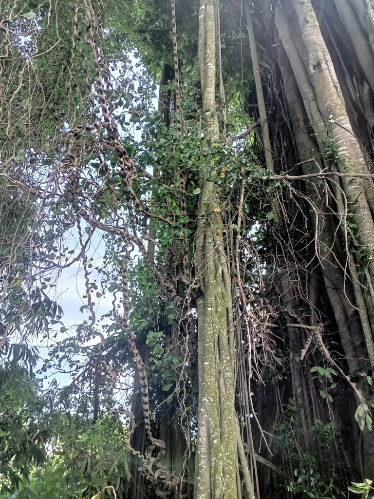 Snake Climber (Phanera scandens)