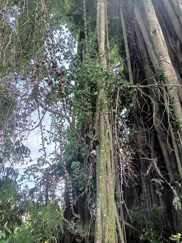 Phanera scandens, 2025-12-28