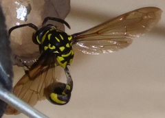 Phimenes flavopictus flavopictus